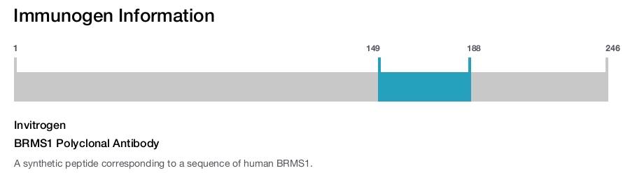 BRMS1 Polyclonal Antibody
