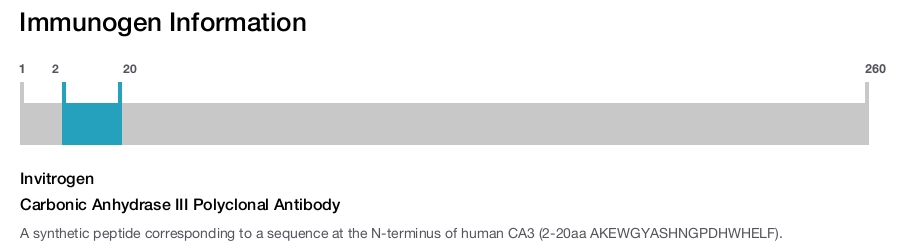 Carbonic Anhydrase III Polyclonal Antibody