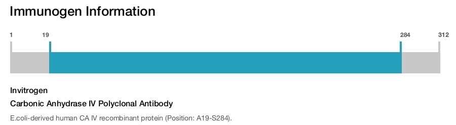 Carbonic Anhydrase IV Polyclonal Antibody