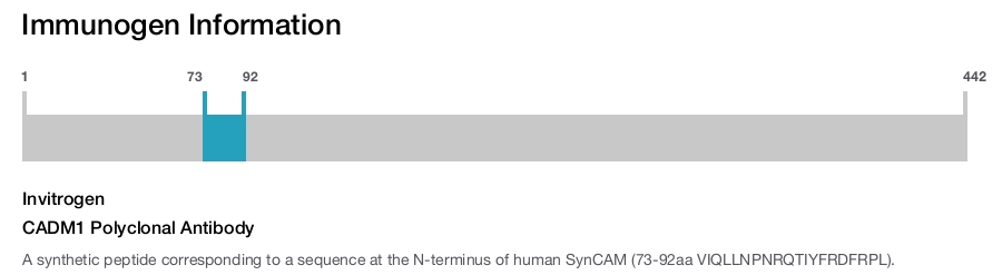 CADM1 Polyclonal Antibody