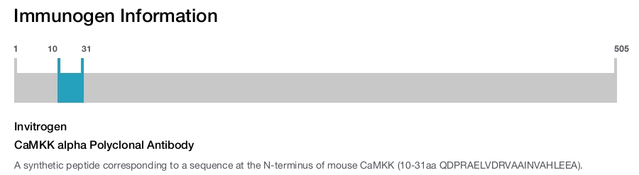 CaMKK alpha Polyclonal Antibody