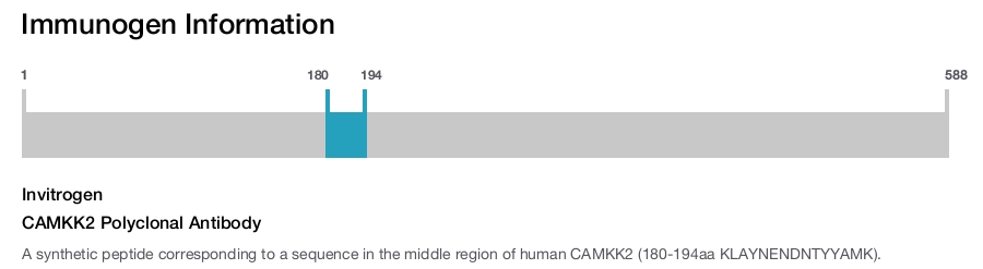 CAMKK2 Polyclonal Antibody