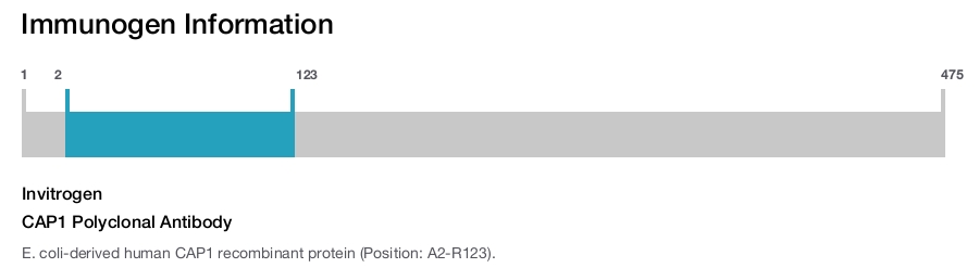 CAP1 Polyclonal Antibody