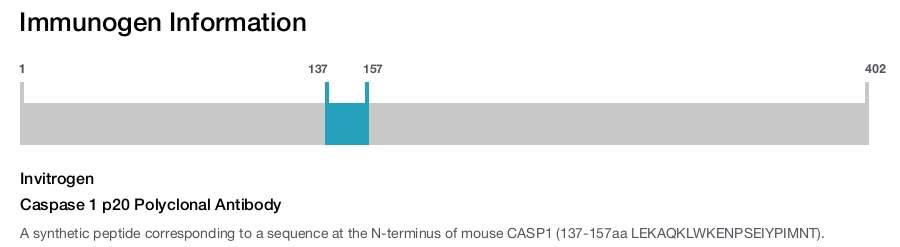 Caspase 1 p20 Polyclonal Antibody