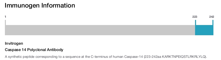 Caspase 14 Polyclonal Antibody