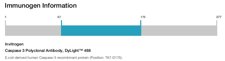 Caspase 3 Polyclonal Antibody, DyLight&trade; 488