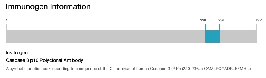 Caspase 3 p10 Polyclonal Antibody