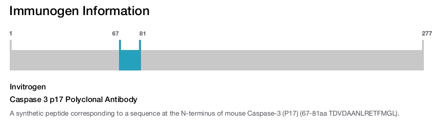 Caspase 3 p17 Polyclonal Antibody