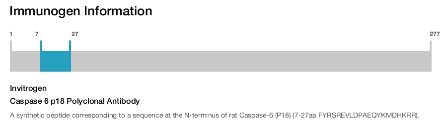 Caspase 6 p18 Polyclonal Antibody