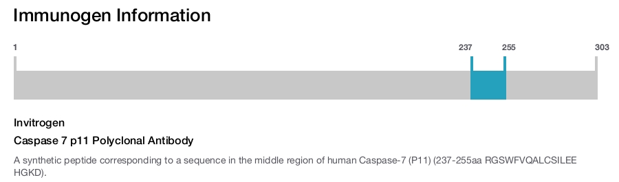 Caspase 7 p11 Polyclonal Antibody
