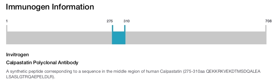 Calpastatin Polyclonal Antibody
