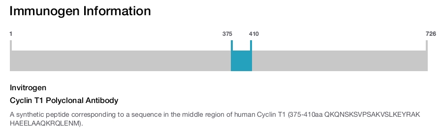 Cyclin T1 Polyclonal Antibody