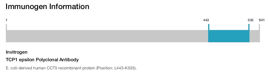 TCP1 epsilon Polyclonal Antibody