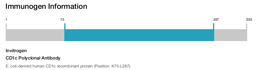 CD1c Polyclonal Antibody