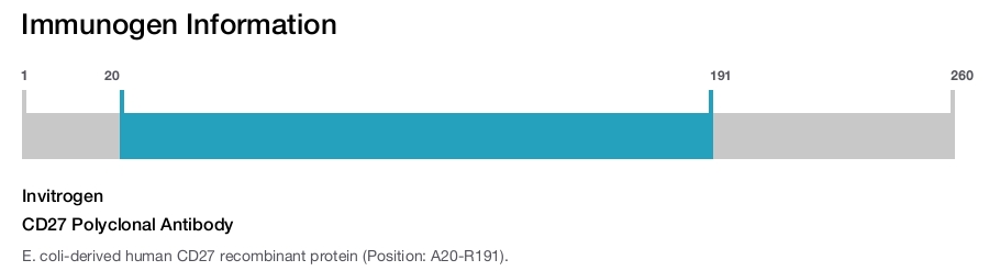 CD27 Polyclonal Antibody