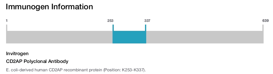 CD2AP Polyclonal Antibody