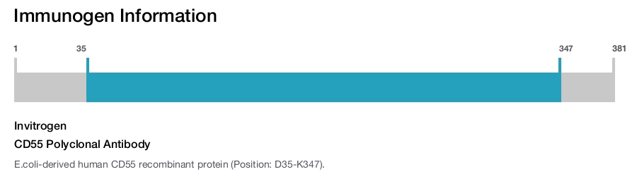 CD55 Polyclonal Antibody
