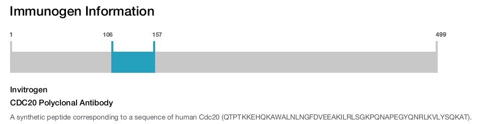 CDC20 Polyclonal Antibody