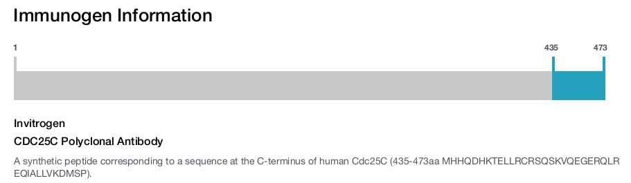 CDC25C Polyclonal Antibody