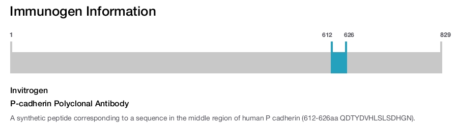 P-cadherin Polyclonal Antibody