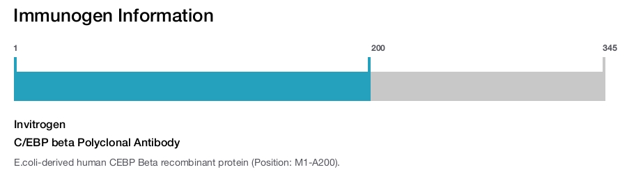 C/EBP beta Polyclonal Antibody