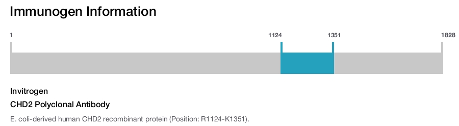 CHD2 Polyclonal Antibody