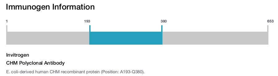 CHM Polyclonal Antibody