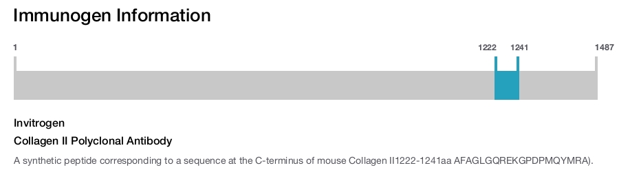 Collagen II Polyclonal Antibody