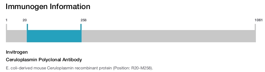 Ceruloplasmin Polyclonal Antibody