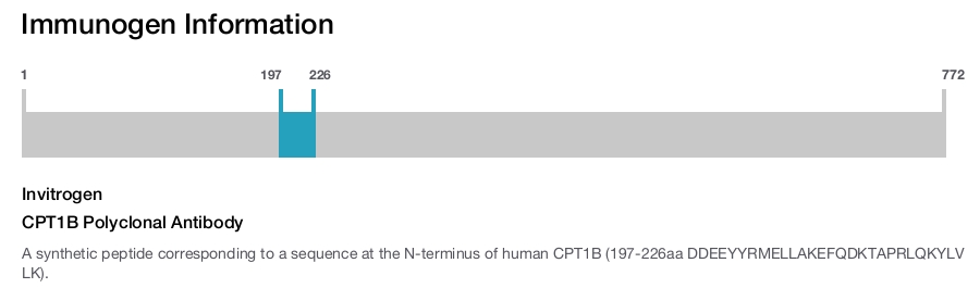 CPT1B Polyclonal Antibody
