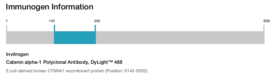 Catenin alpha-1 Polyclonal Antibody, DyLight™ 488