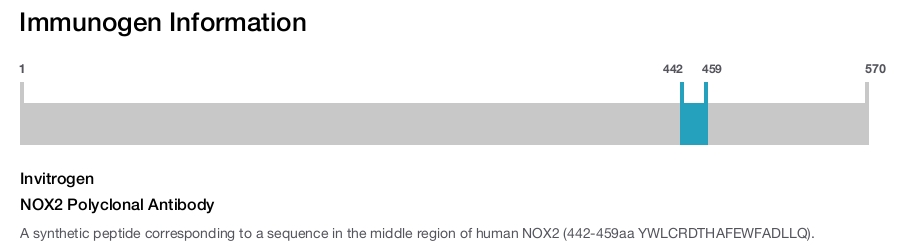 NOX2 Polyclonal Antibody
