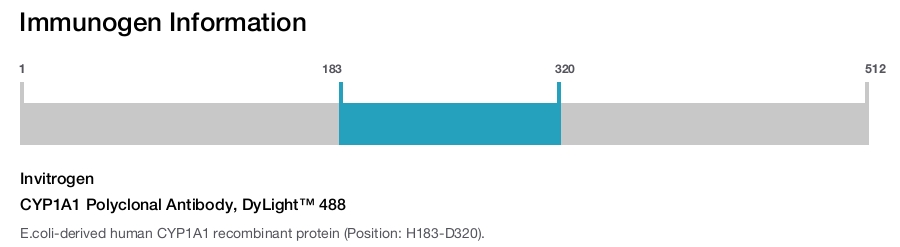 CYP1A1 Polyclonal Antibody, DyLight™ 488