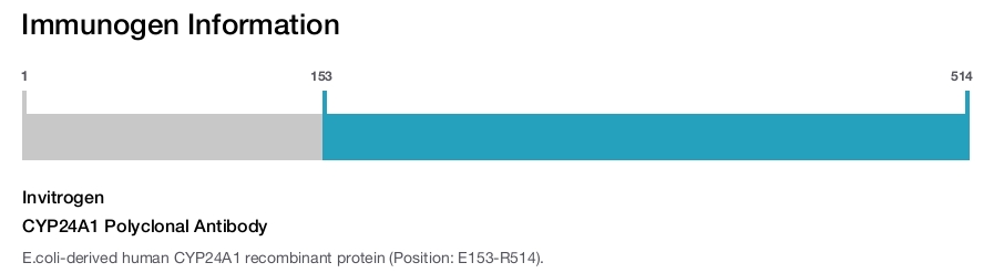 CYP24A1 Polyclonal Antibody