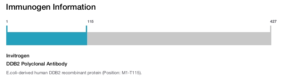 DDB2 Polyclonal Antibody
