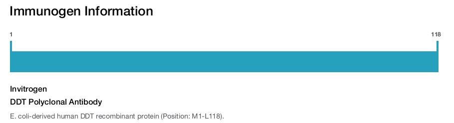 DDT Polyclonal Antibody