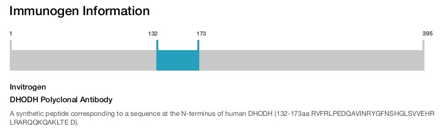 DHODH Polyclonal Antibody