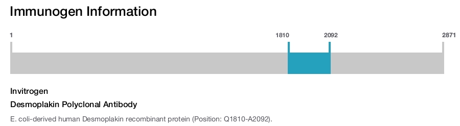 Desmoplakin Polyclonal Antibody