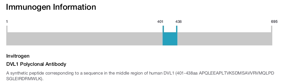 DVL1 Polyclonal Antibody