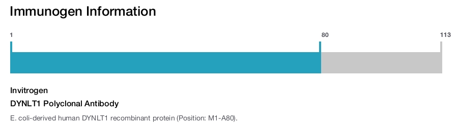 DYNLT1 Polyclonal Antibody