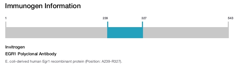 EGR1 Polyclonal Antibody