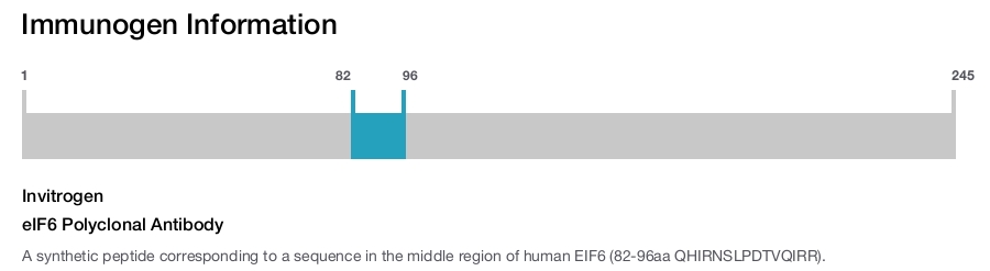 eIF6 Polyclonal Antibody