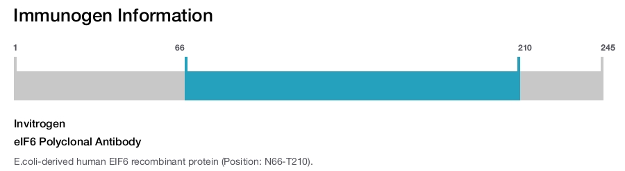 eIF6 Polyclonal Antibody