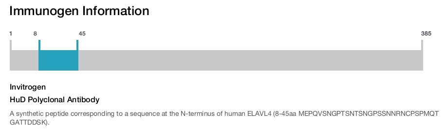 HuD Polyclonal Antibody