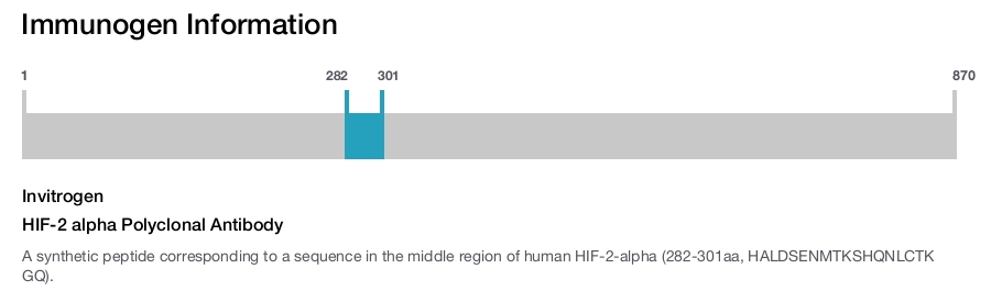 HIF-2 alpha Polyclonal Antibody