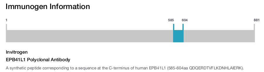 EPB41L1 Polyclonal Antibody