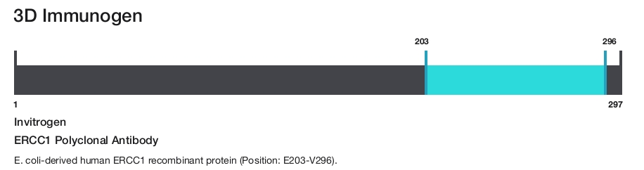 ERCC1 Polyclonal Antibody