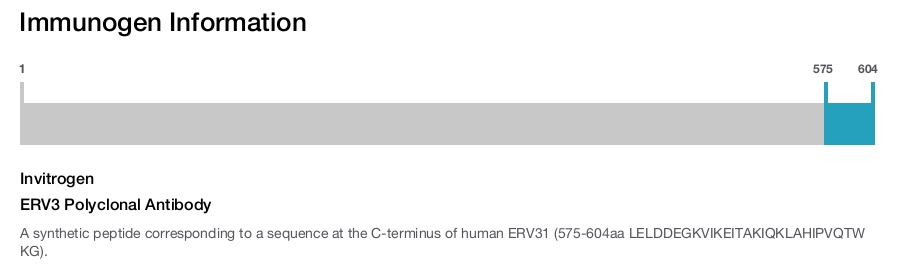 ERV3 Polyclonal Antibody