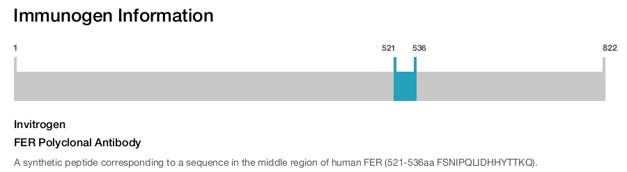 FER Polyclonal Antibody