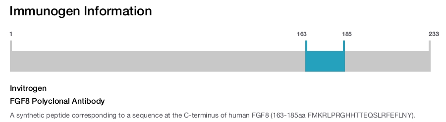 FGF8 Polyclonal Antibody
